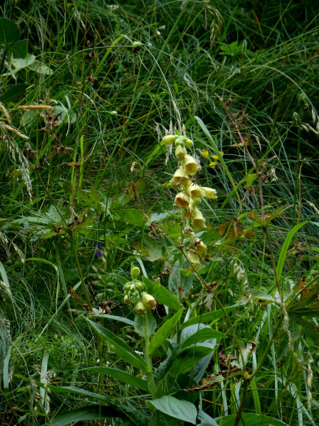 Digitalis grandiflora